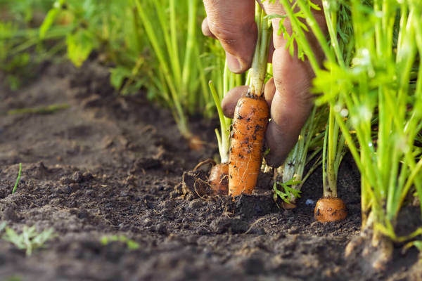 treatment of carrots with kerosene from weeds