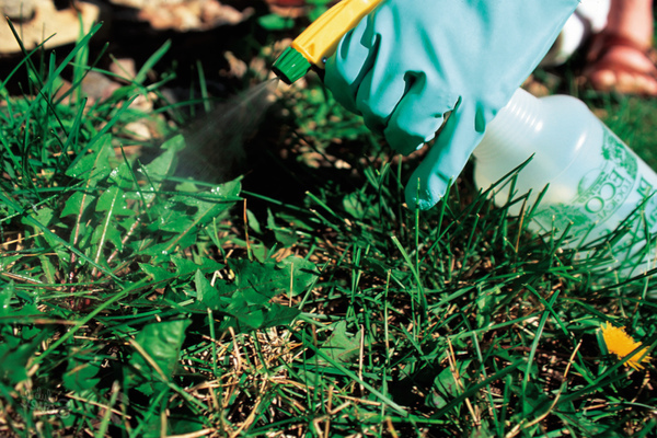 treatment of carrots with kerosene from weeds proportion