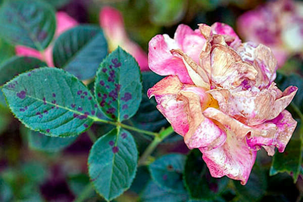 Behandlung von Rosen mit Kupfersulfat