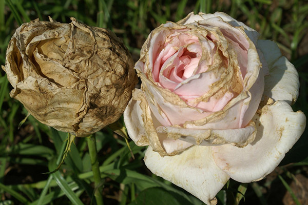 Behandlung von Rosen + von Krankheiten