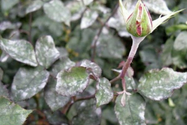 Behandlung von Rosen mit Kupfersulfat