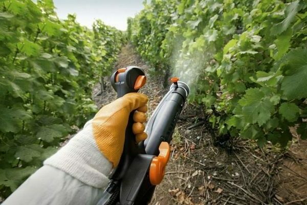 grape processing