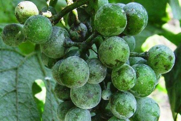 soda treatment of grapes