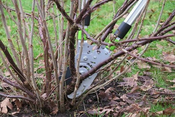 plant currant