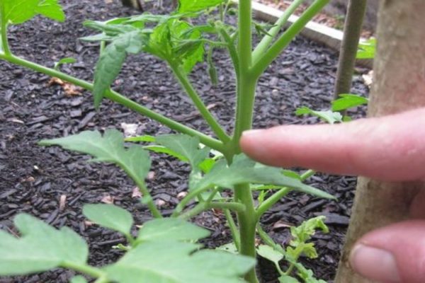 tomato shaping