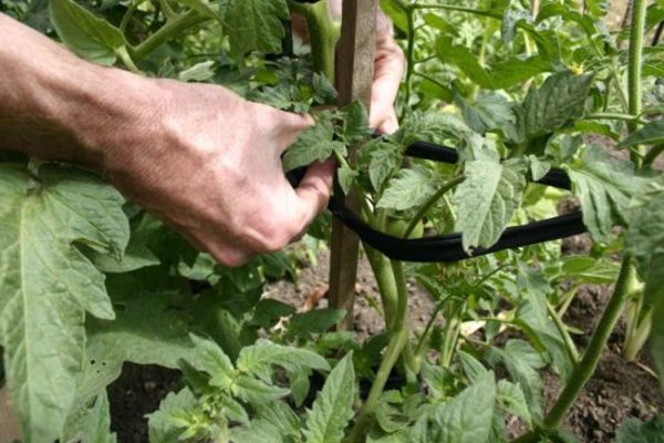 tomato pruning + in the greenhouse