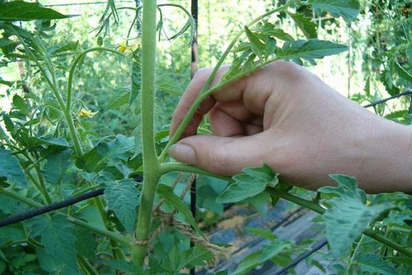 Tomatenschnitt + im Gewächshaus