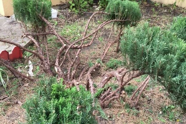 juniper pruning