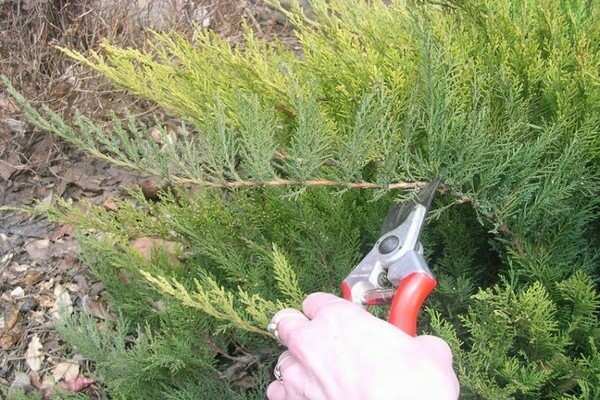 juniper pruning