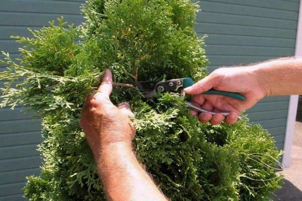 juniper pruning