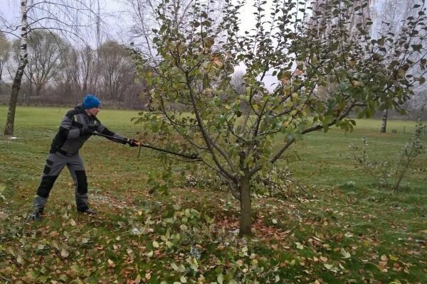 apple pruning