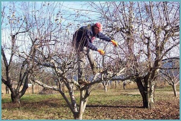 apple pruning sa tagsibol