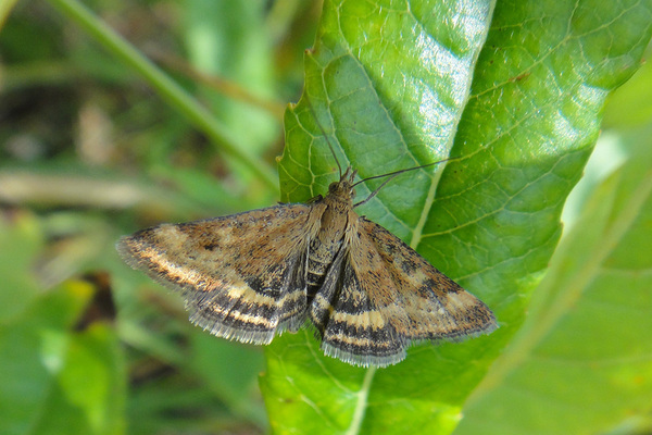 Gooseberry pests