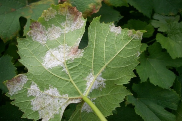 Oidium auf Trauben Foto