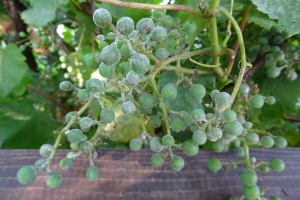 larawan ng oidium grapes at kung paano magamot