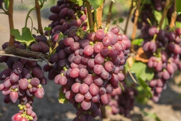 paglalarawan ng rizamat grapes