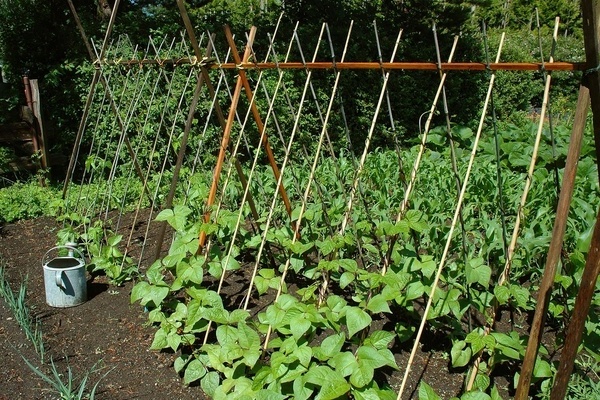 support for peas in the open field