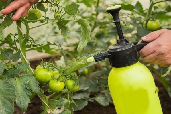 Tomaten mit Milch besprühen