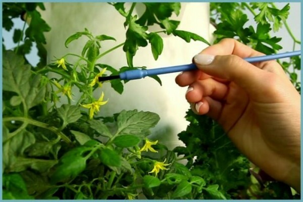 pollination of tomatoes