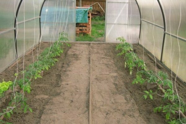 pollination of tomatoes