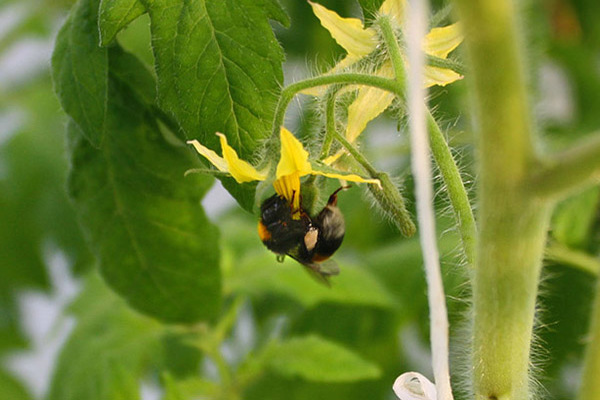 pollination of tomatoes