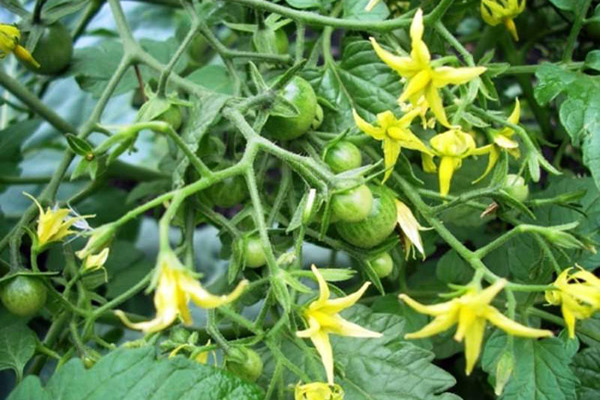 pollination tomato pollination tomato pollination tomato pollination