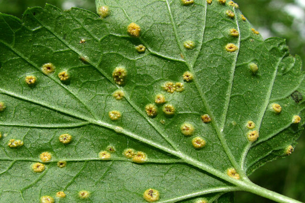 Neoplasias anaranjadas en hojas de grosella