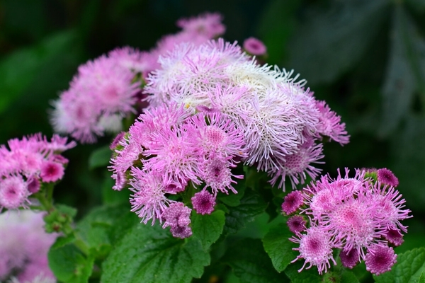 culture d'ageratum