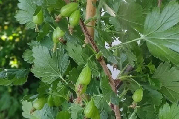 gooseberry pax