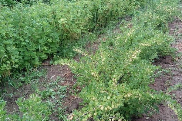 Stachelbeerpax Bewertungen