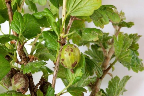 scab + gooseberry control measures