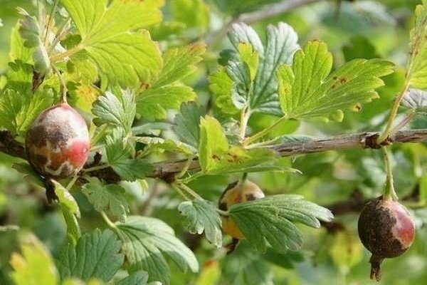 scab on currants