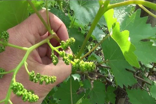 pinching grapes