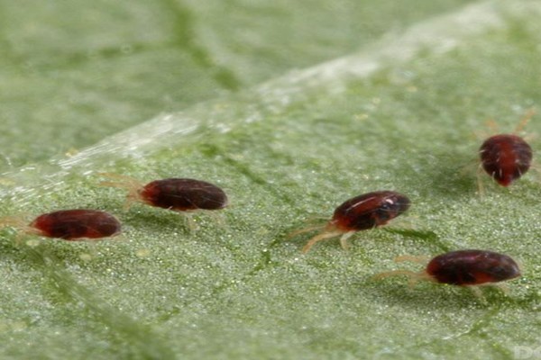 how to treat gooseberries from spider mites