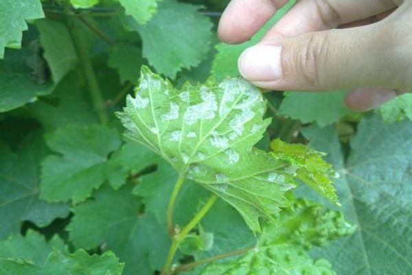 spider mite + how to fight