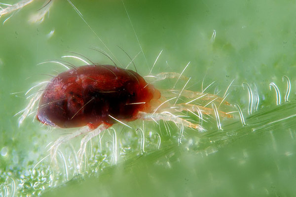 spider mite + kung paano lumaban