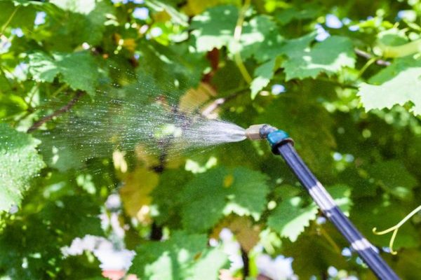 + kung paano mapupuksa ang + spider mites