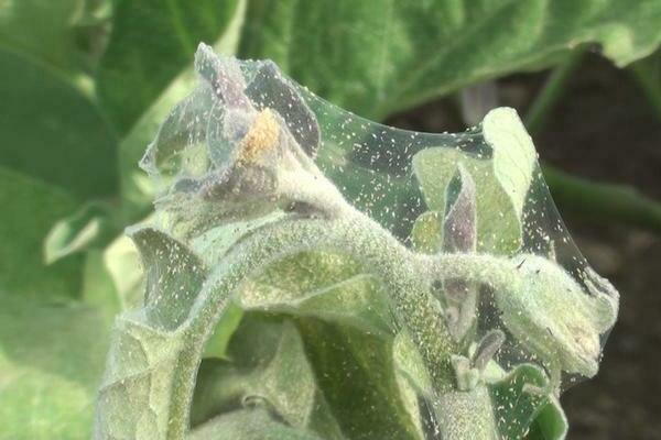 spider mite