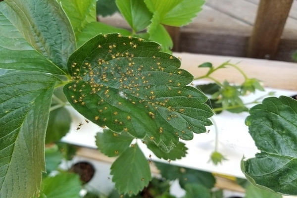 spider mite sa isang gooseberry na larawan