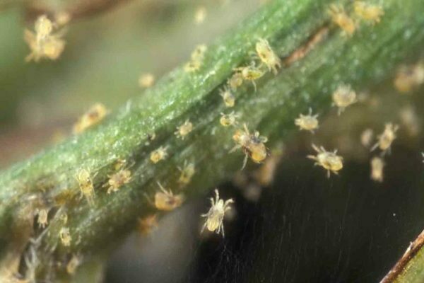 kung paano mapupuksa ang mga gooseberry spider mites