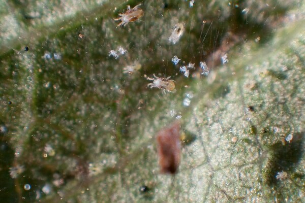 gooseberry spider mite away