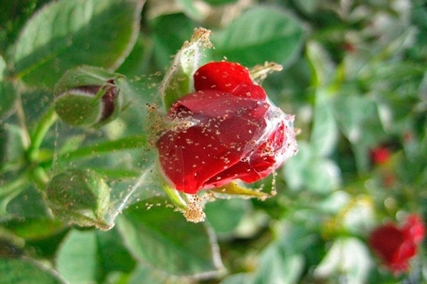 spider mite sa isang rosas