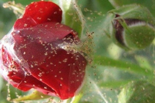 spider mite sa isang rosas