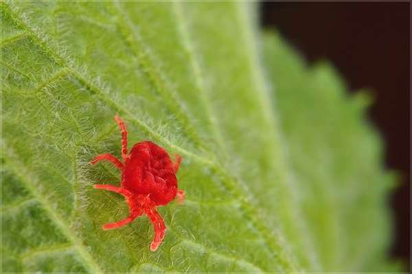 spider mite sa isang rosas