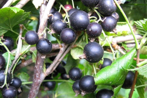 black currant photos