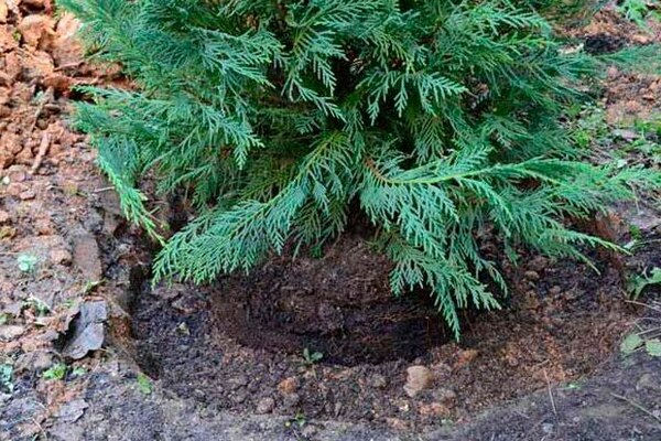 juniper transplant