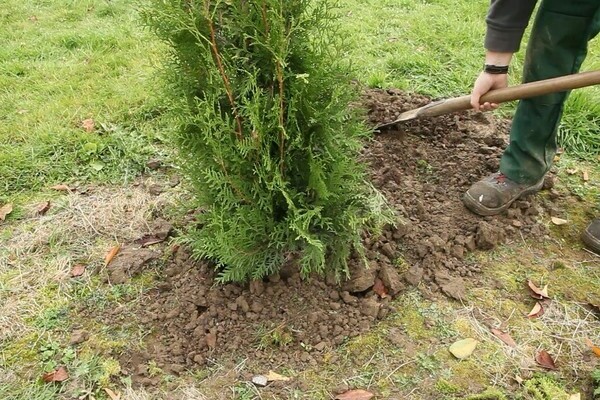 Thuja-Transplantation