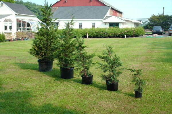 Thuja-Transplantation