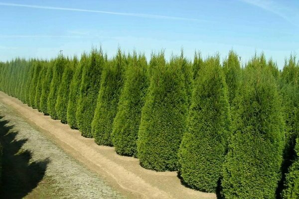 thuja transplant