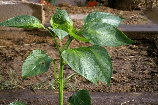 feeding seedlings